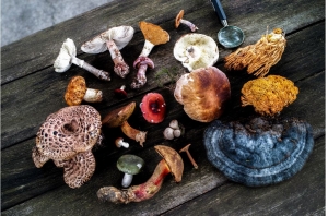 Top 6 medicinal mushrooms and their benefits